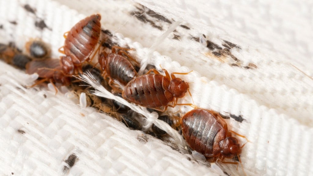 Bedbugs