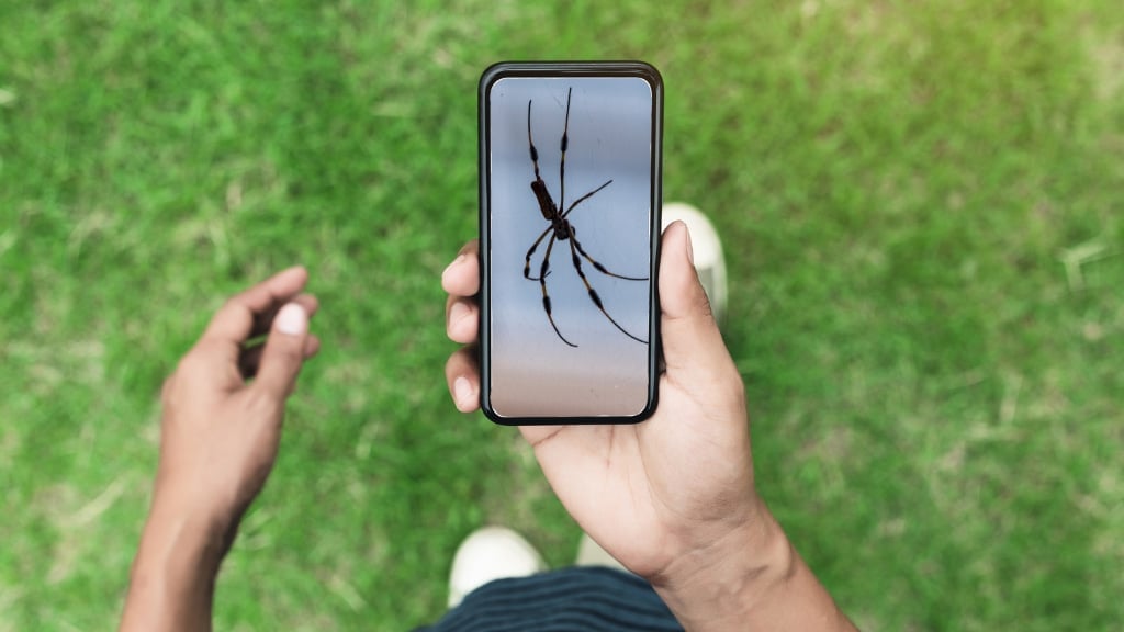 Banana Spider