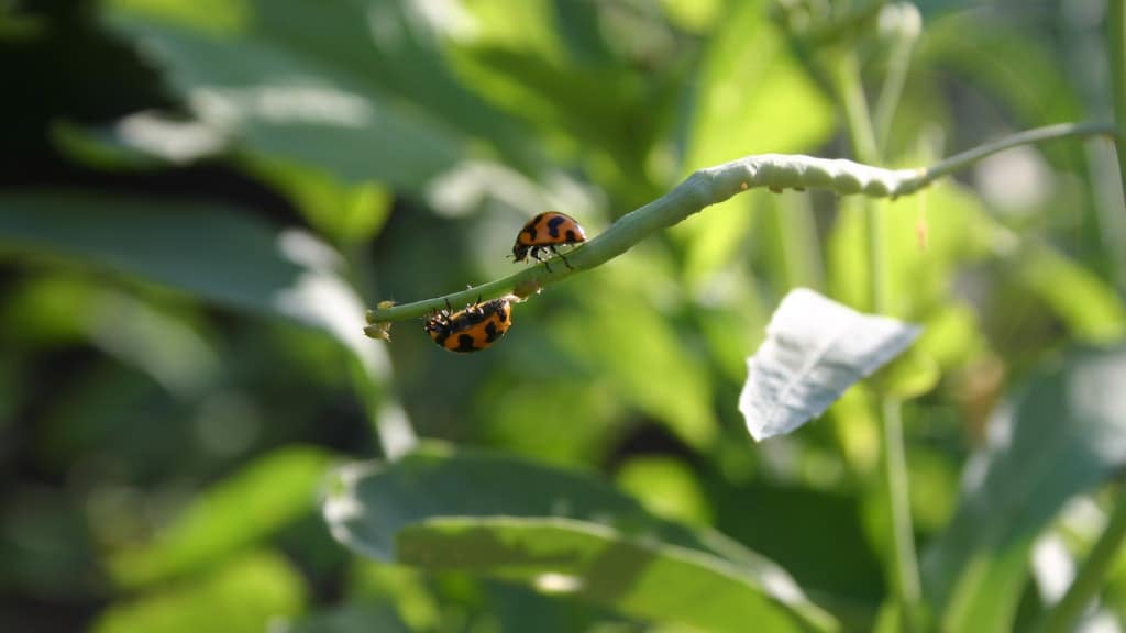 Asian Beetle