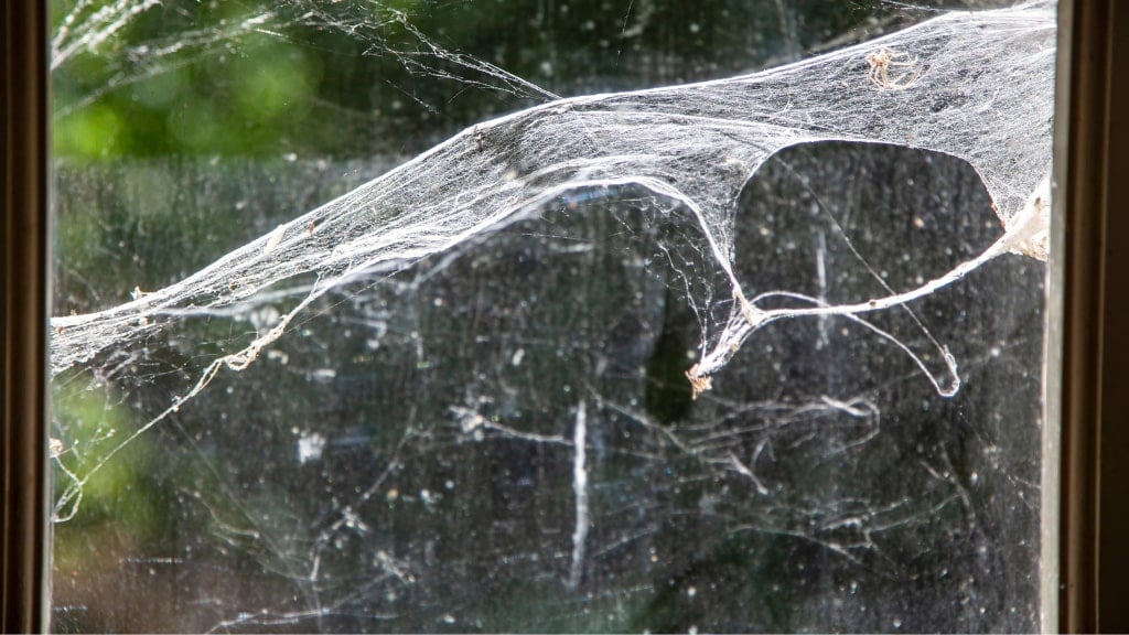 Black House Spider