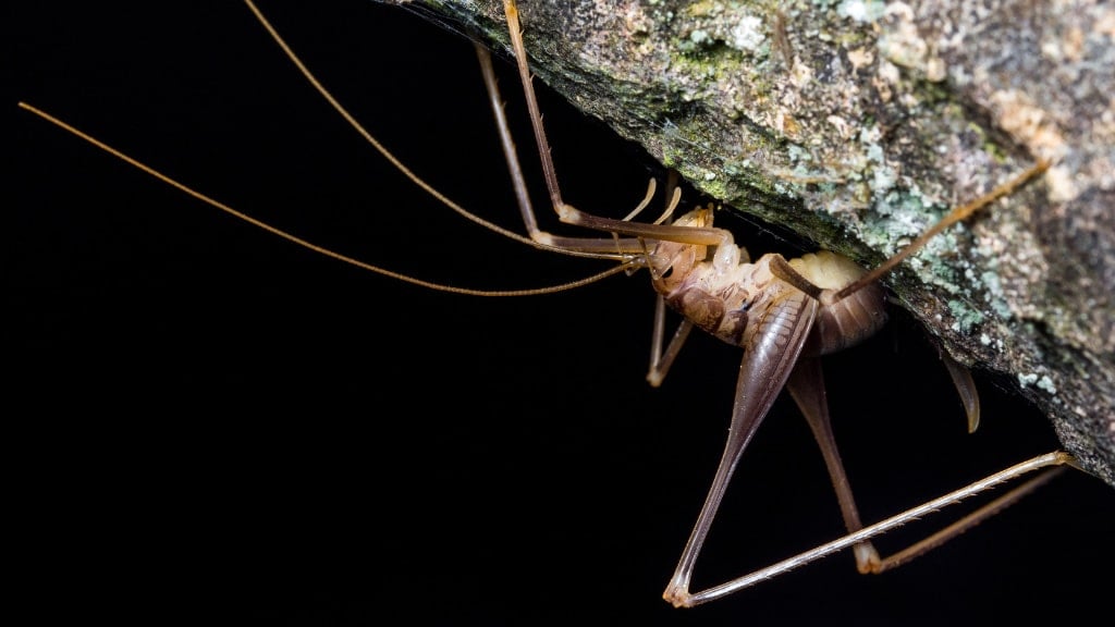 Spider Cricket