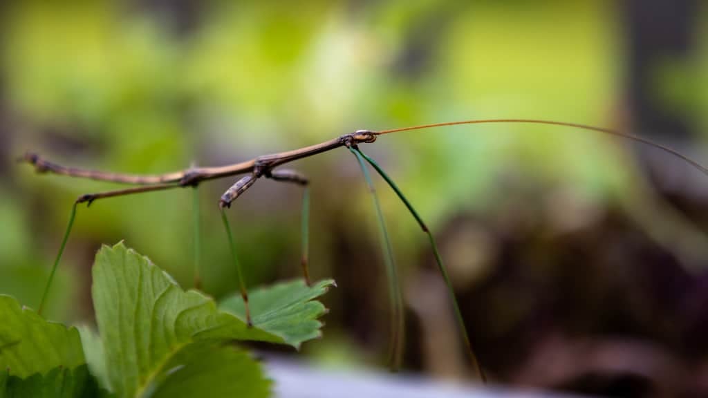 Walking Stick