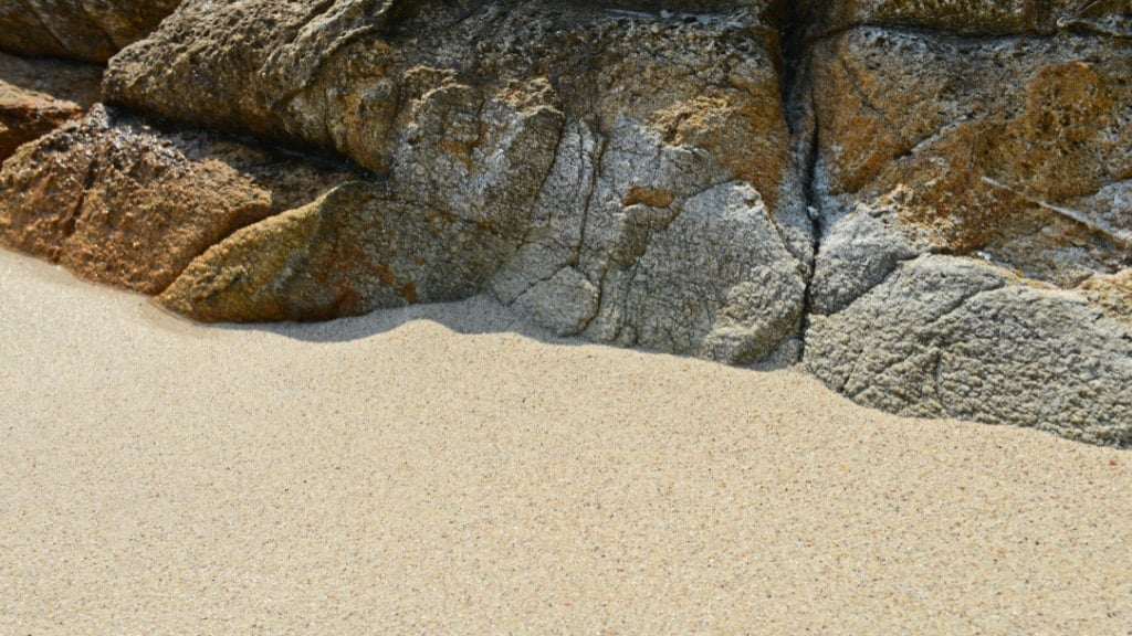 Sand Fleas
