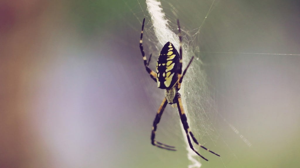 Banana Spider