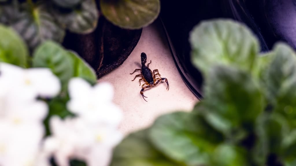 Scorpions