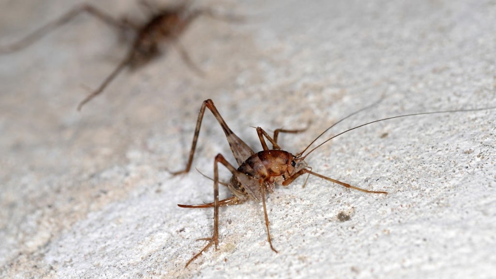 Spider Cricket