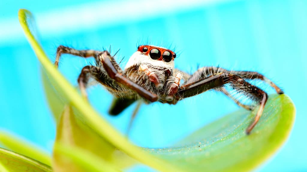 Jumping spider standing on leaf