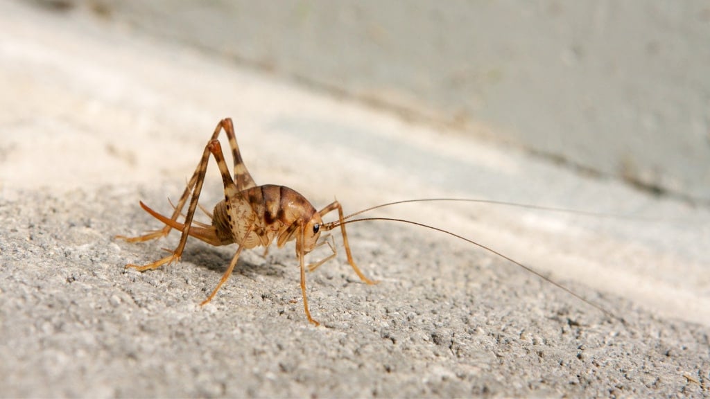 Spider Cricket
