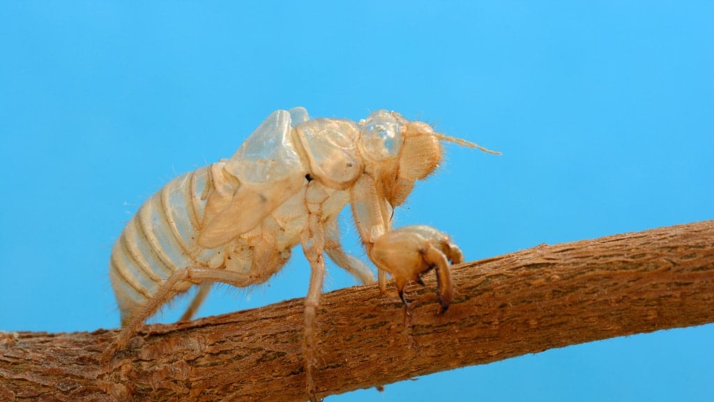 Cicada