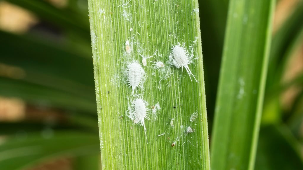 White Mites