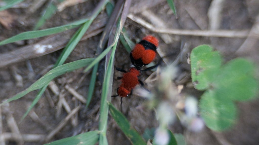 Cow Ants