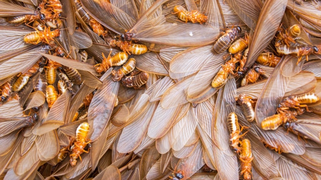 Termites
