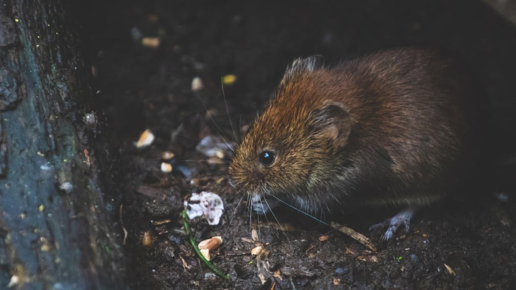 Rodent