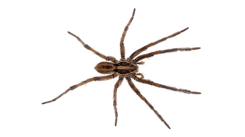 Wolf Spider