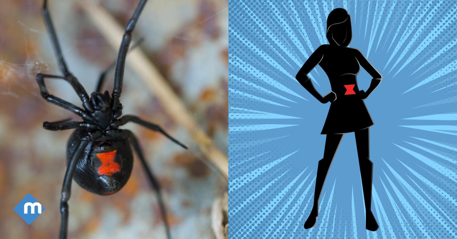Black Widow vs The Black Widow