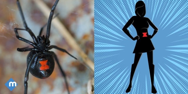Black Widow vs The Black Widow