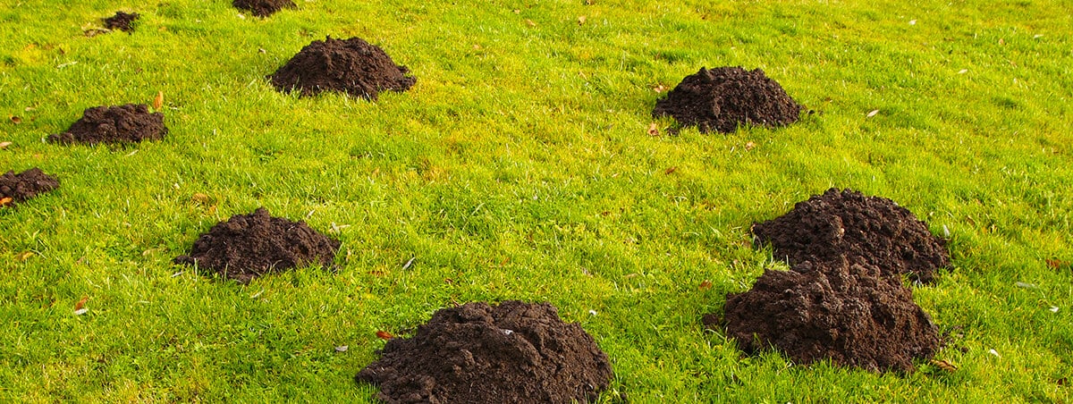 Moles Voles and Gophers