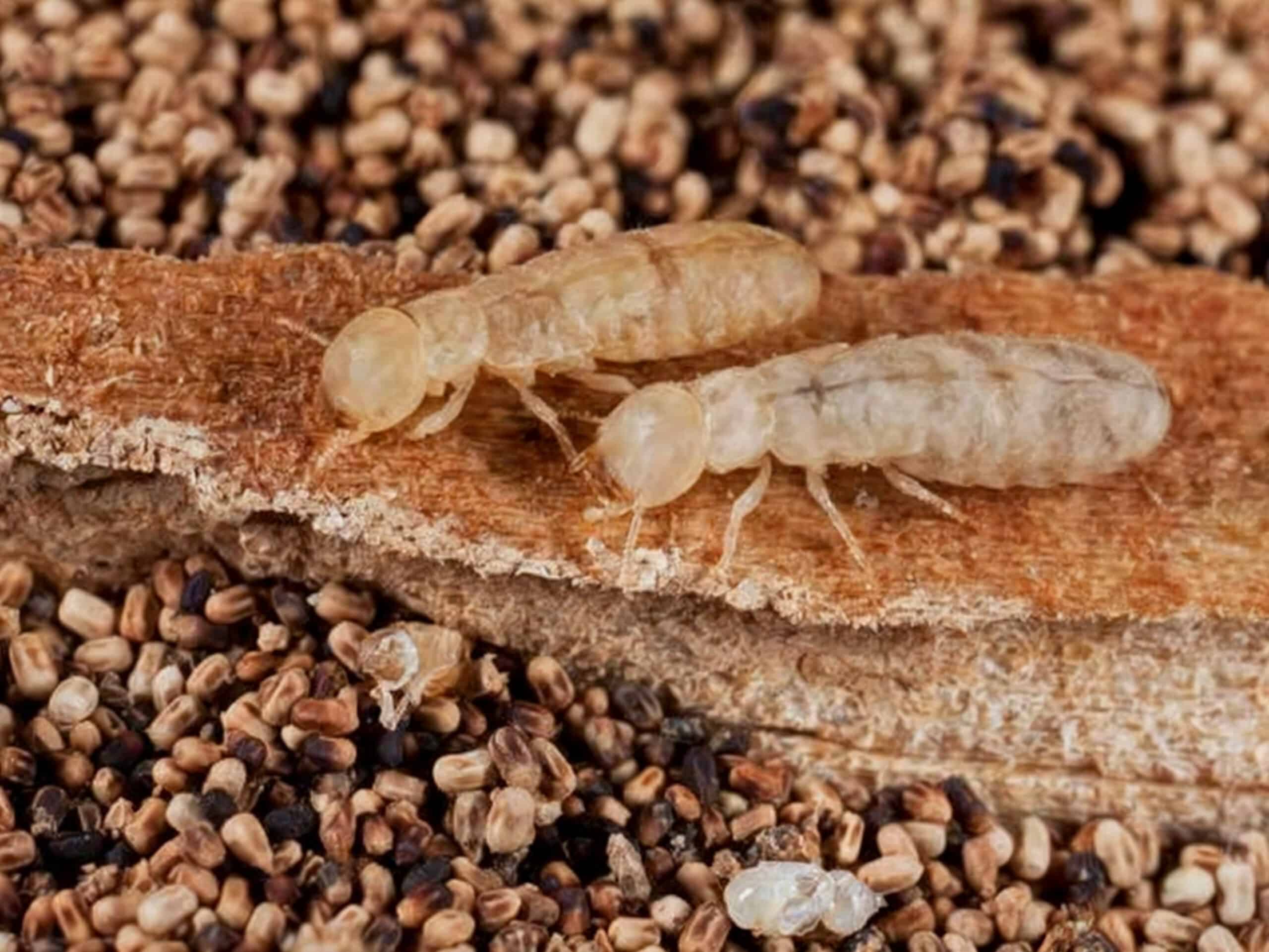 Termites