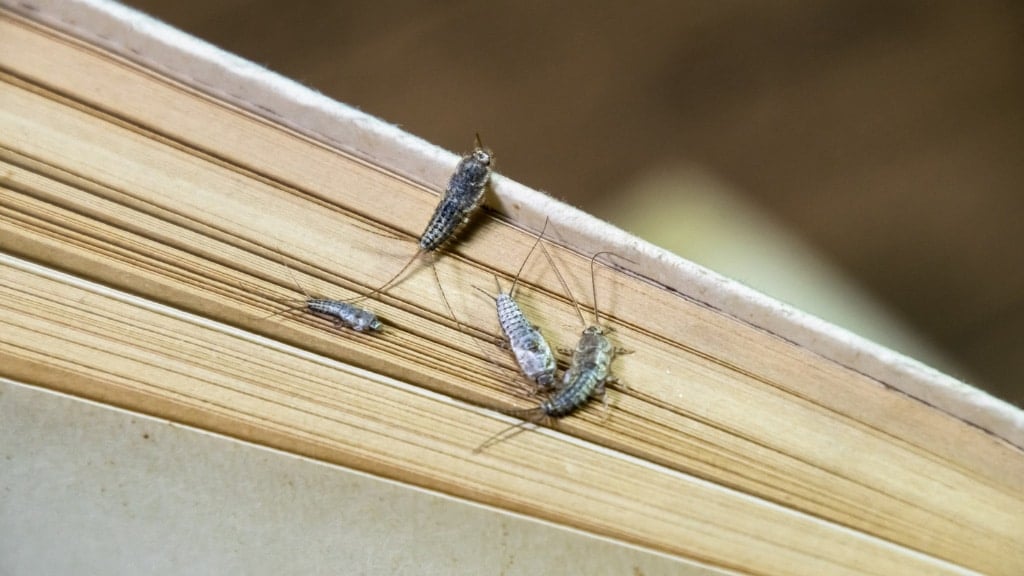 Silverfish