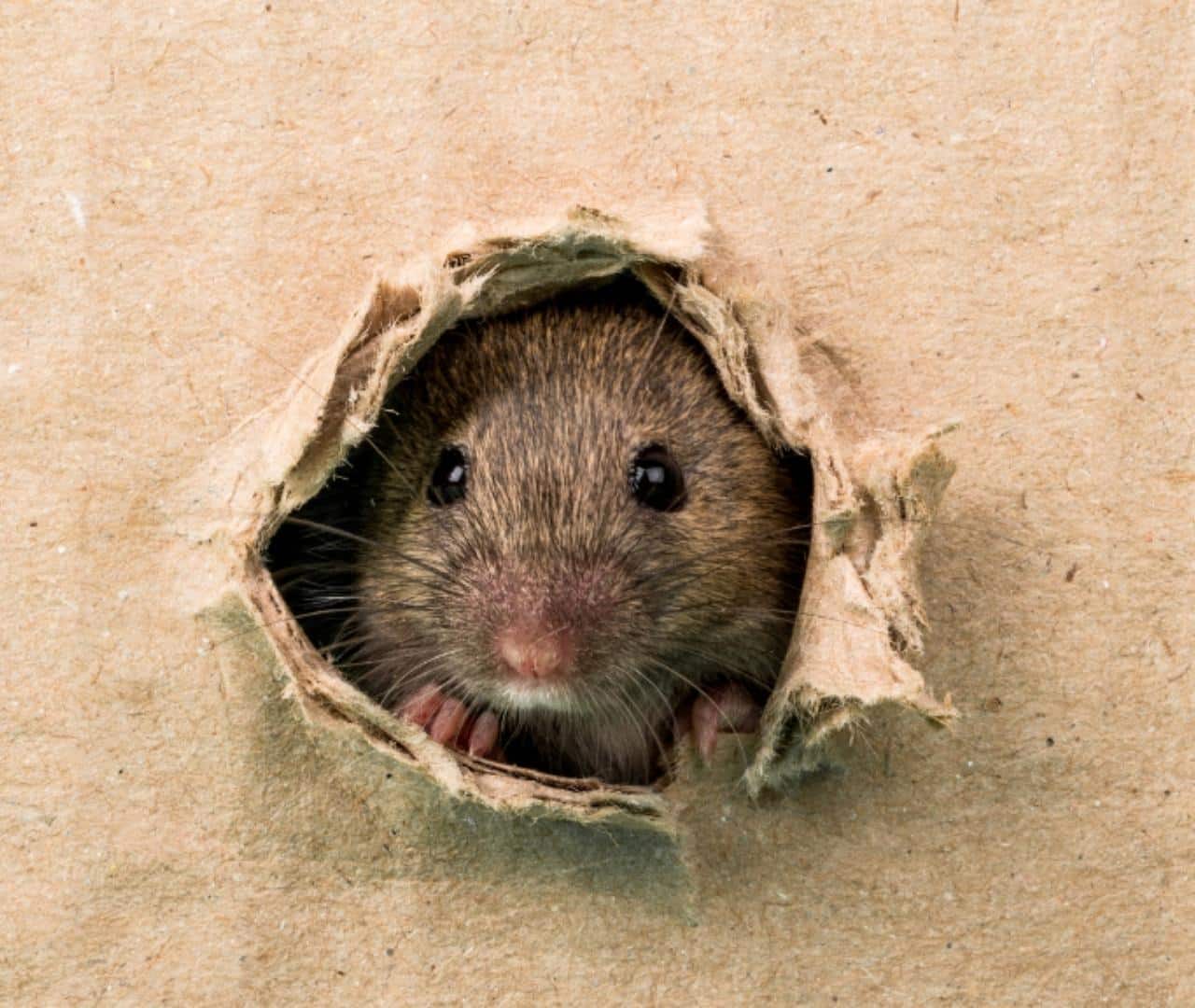 Mouse hole