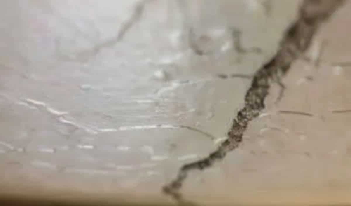 Termites