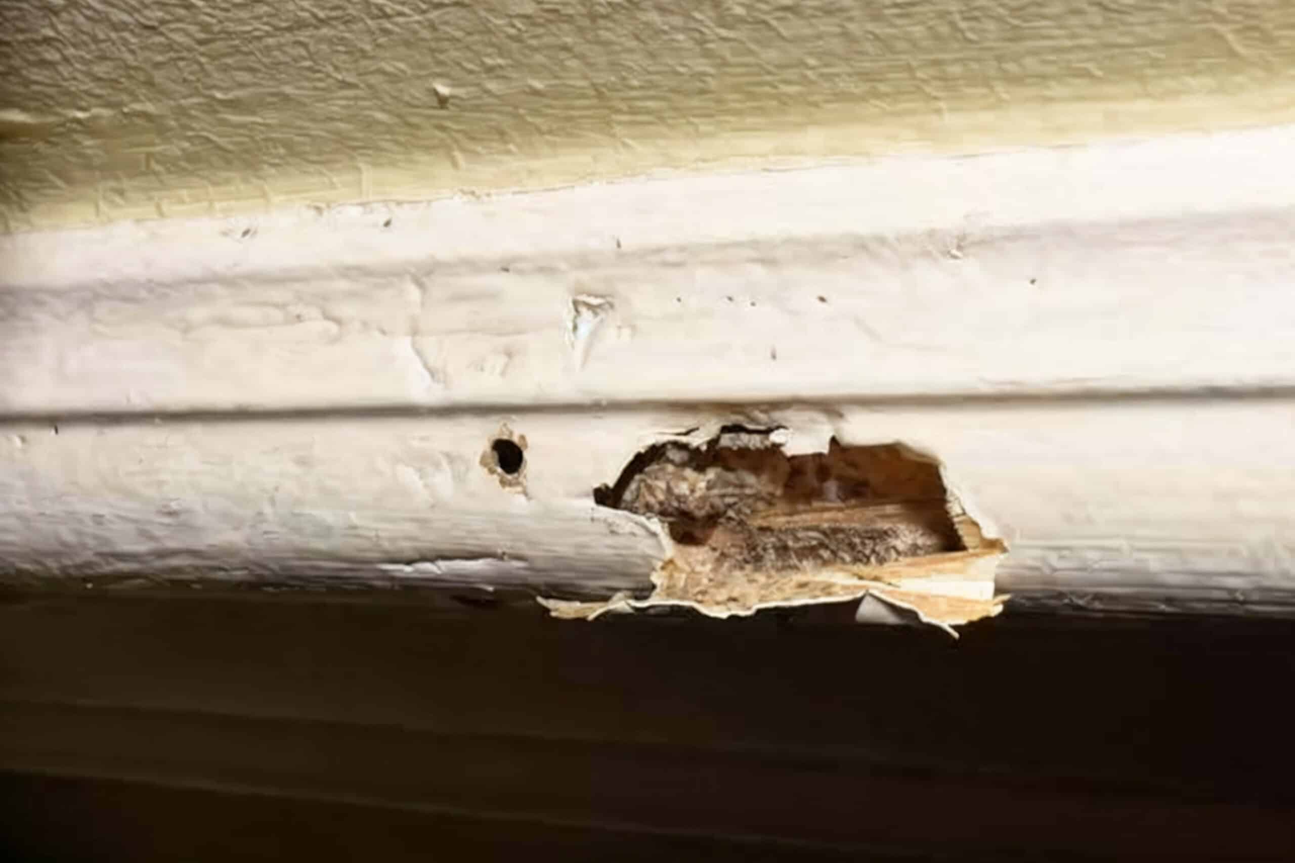 Termites