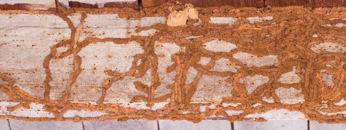 Subterranean Termites