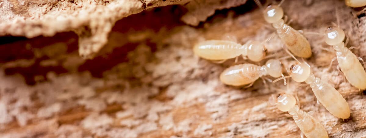 Subterranean Termites