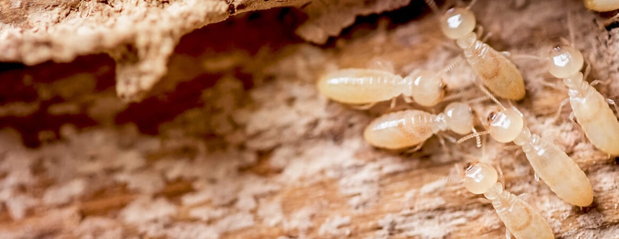 Termites
