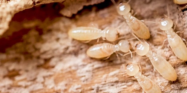 Termites
