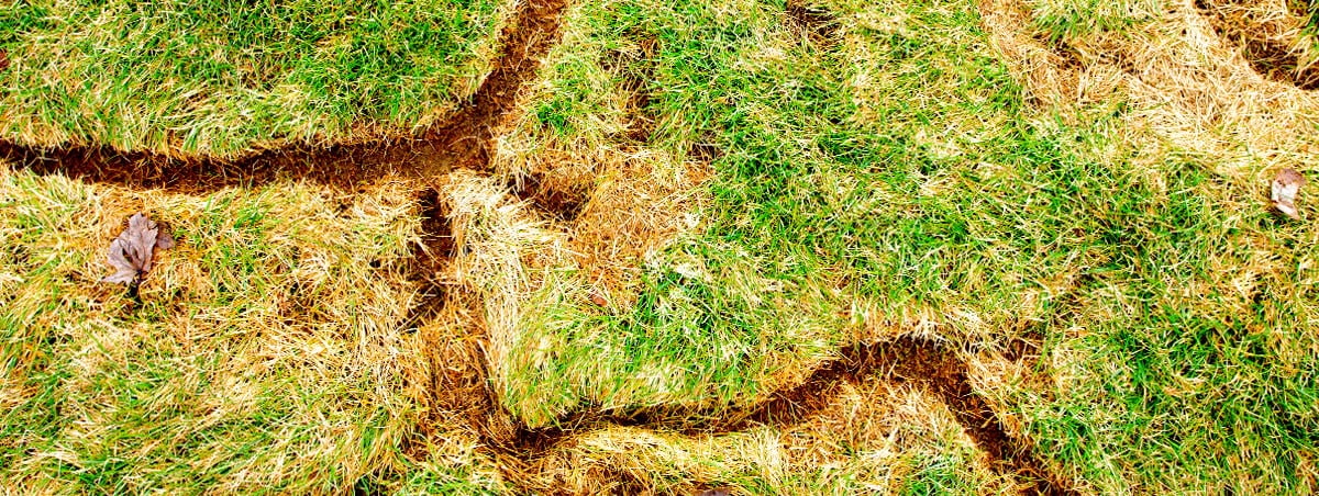 Moles Voles and Gophers