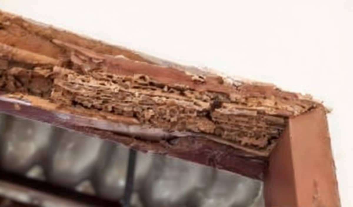 Termites