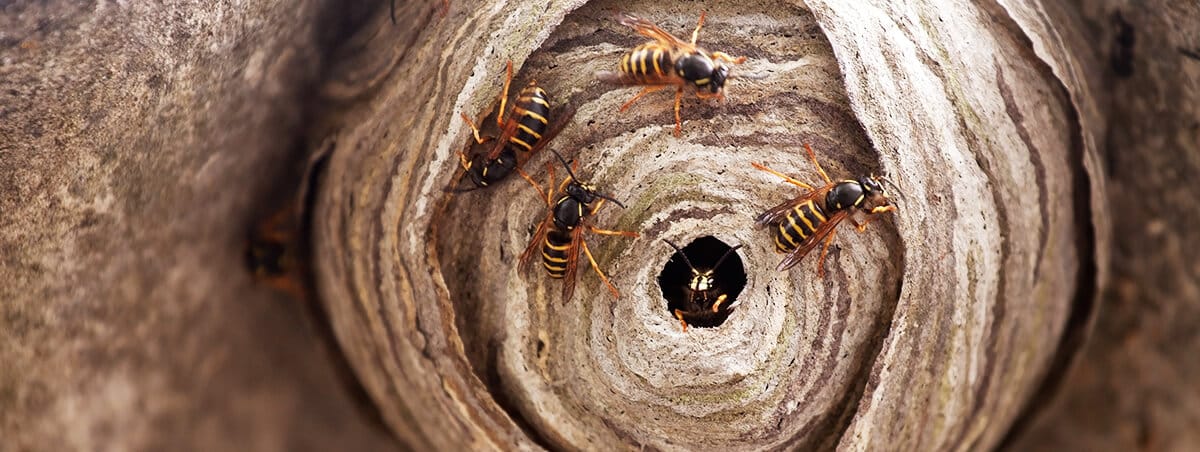 Are Paper Wasps Dangerous