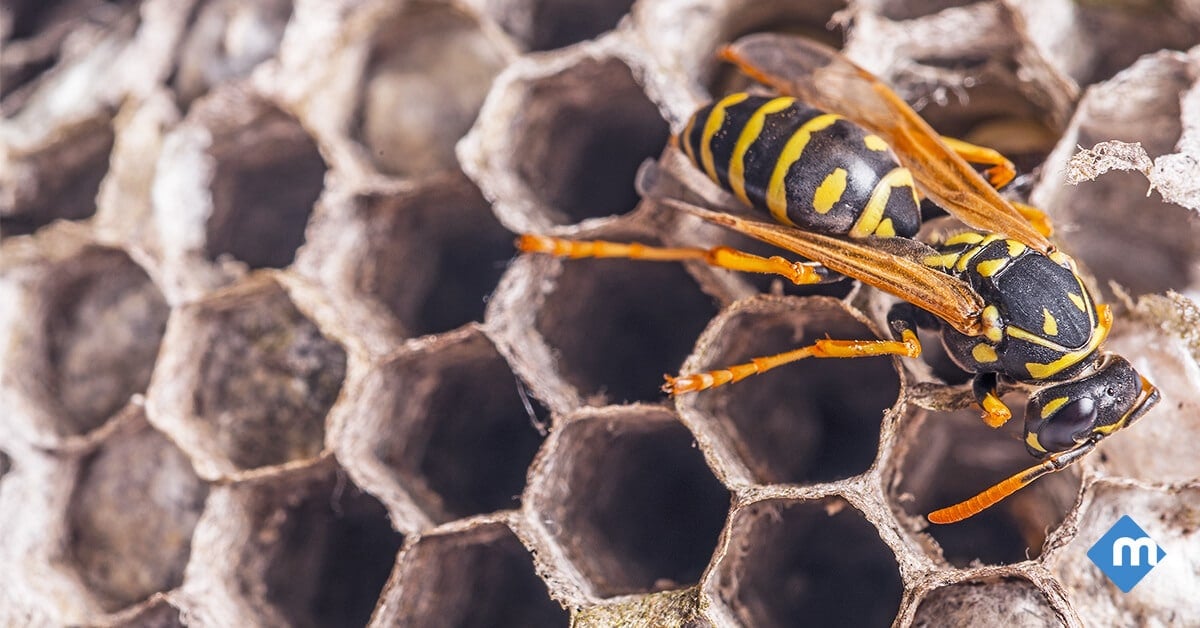Are Paper Wasps Dangerous