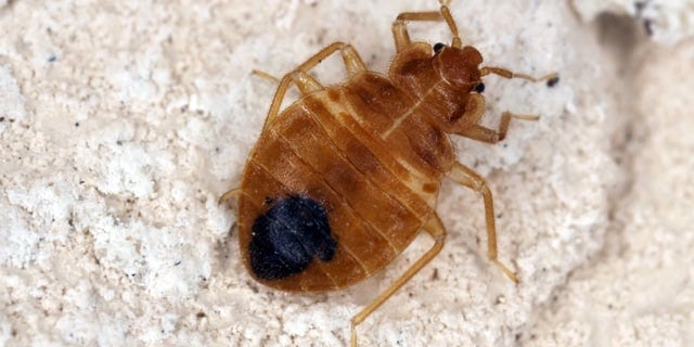 Bedbugs - The Real Monsters In Your Bedroom
