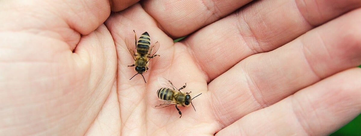 The Truth About Pest Allergies