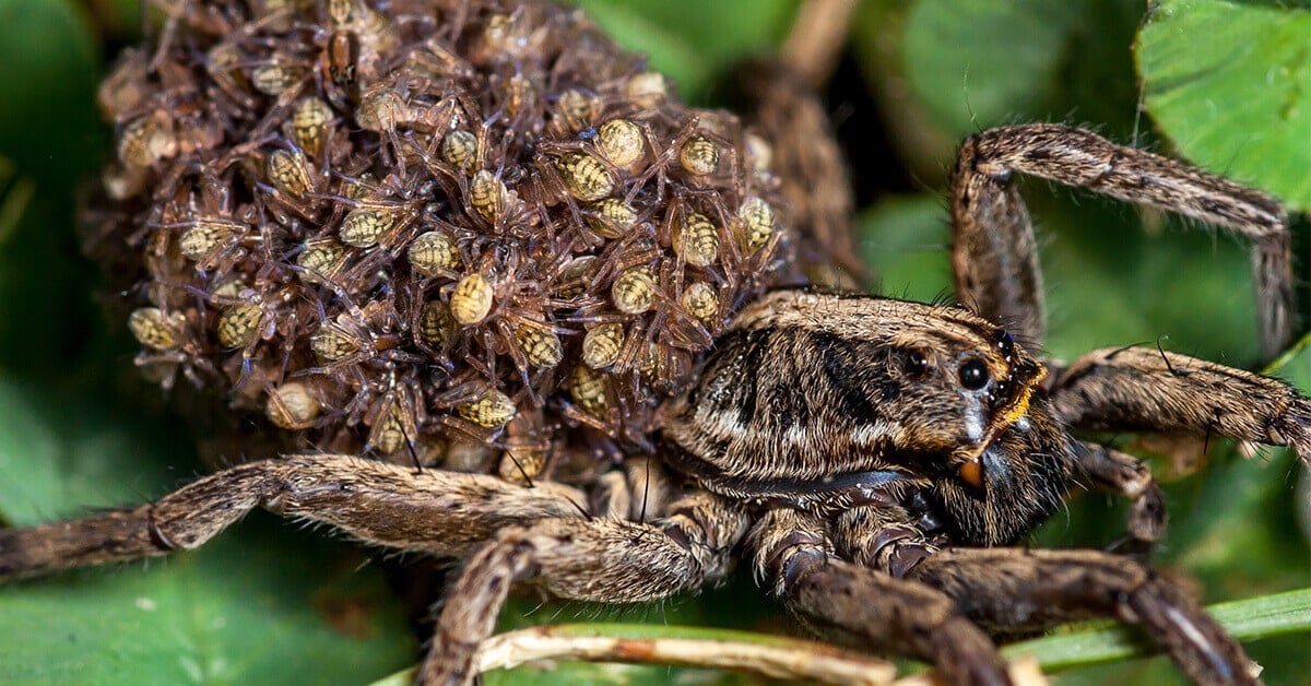 6 Common Spiders That Make Your Skin Crawl