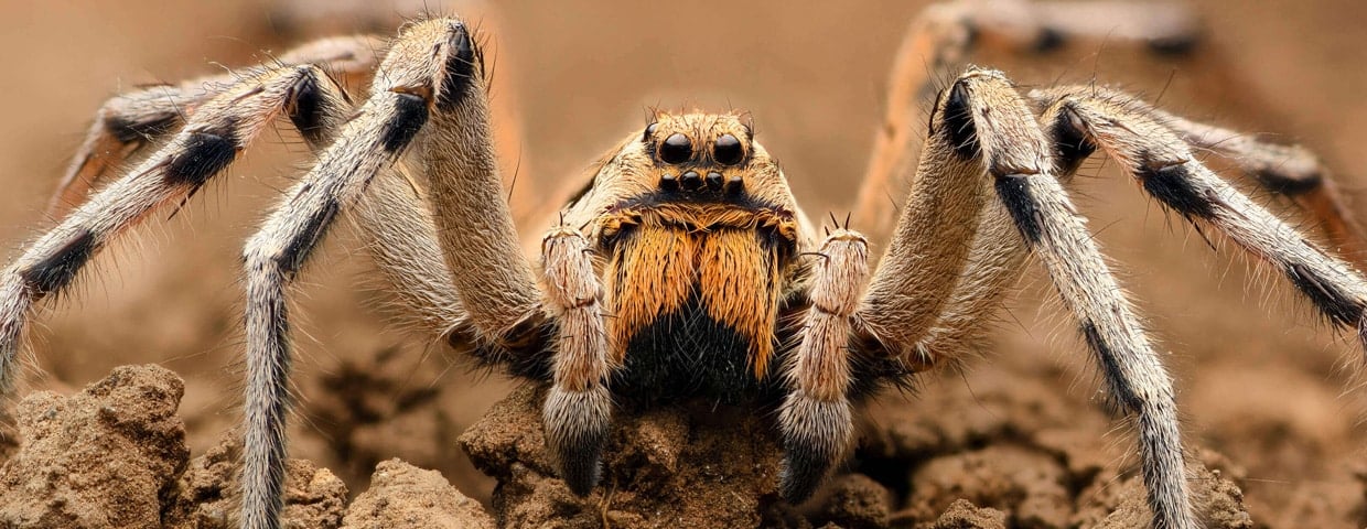 6 Common Spiders That Make Your Skin Crawl