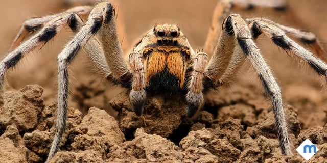 6 Common Spiders That Make Your Skin Crawl