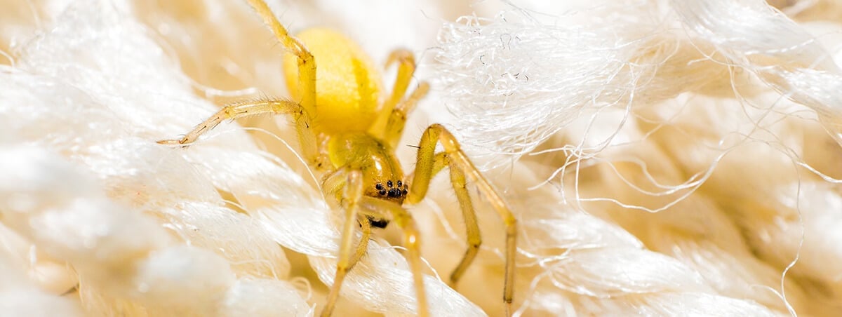 6 Common Spiders That Make Your Skin Crawl