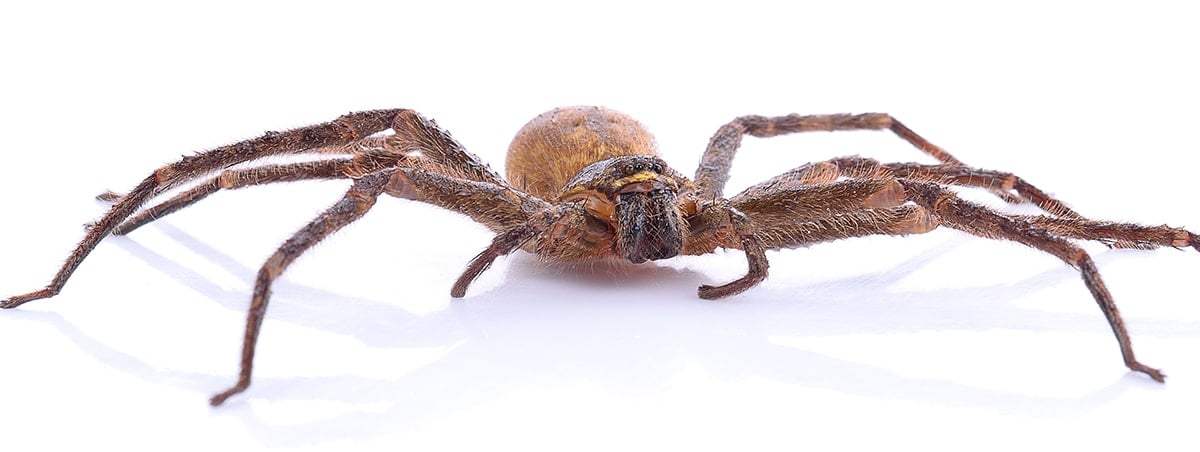 6 Common Spiders That Make Your Skin Crawl