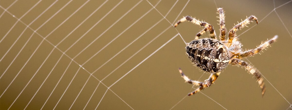 6 Common Spiders That Make Your Skin Crawl