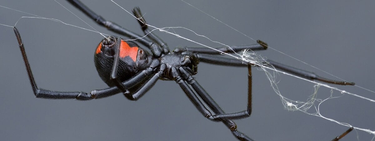 6 Common Spiders That Make Your Skin Crawl