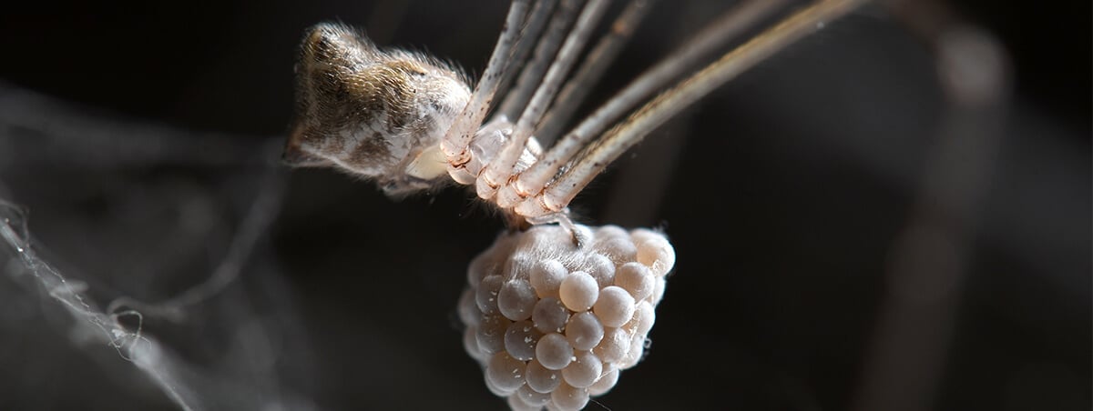 6 Common Spiders That Make Your Skin Crawl