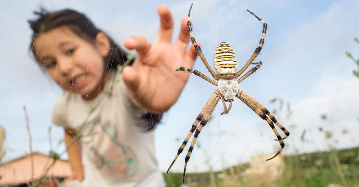 6 Common Spiders That Make Your Skin Crawl