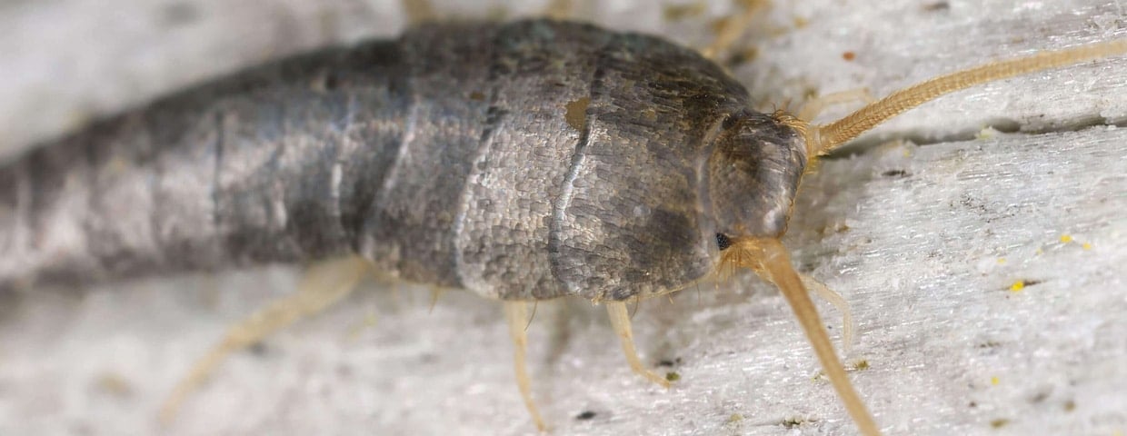 Sneaky Truth About Silverfish