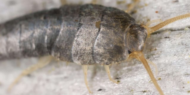 Sneaky Truth About Silverfish