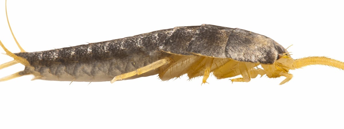 Sneaky Truth About Silverfish