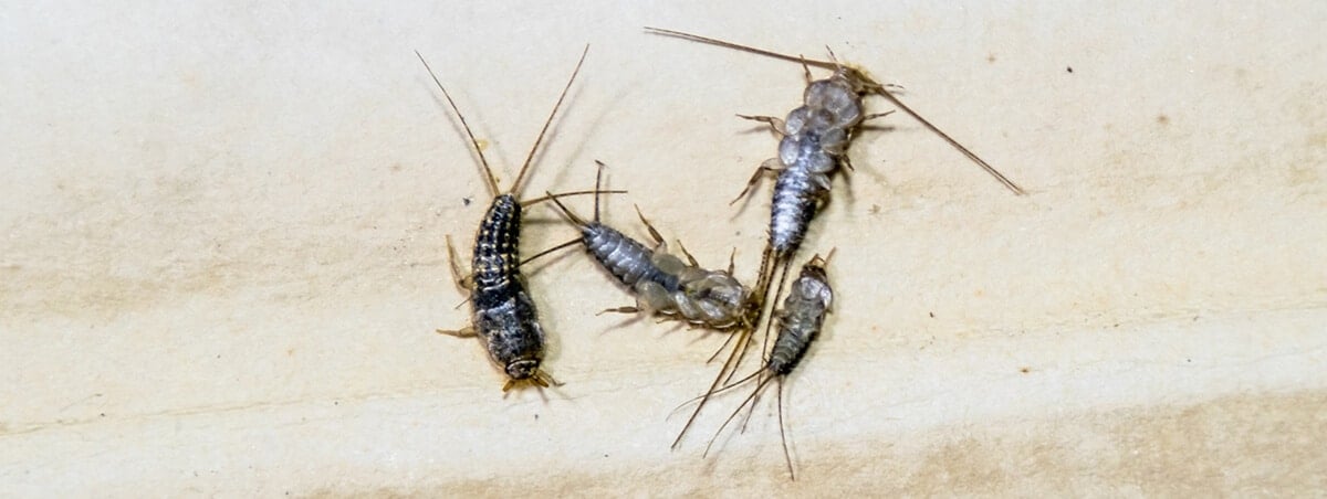Sneaky Truth About Silverfish