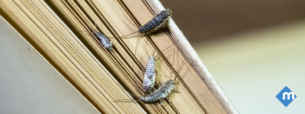 Sneaky Truth About Silverfish